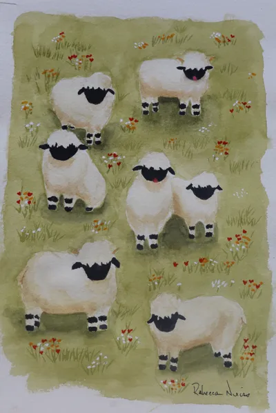 sheep min